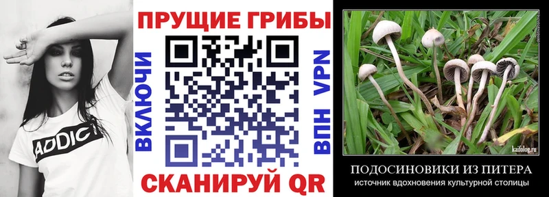 Купить закладки  Таруса  Галлюциногенные грибы Psilocybine cubensis 